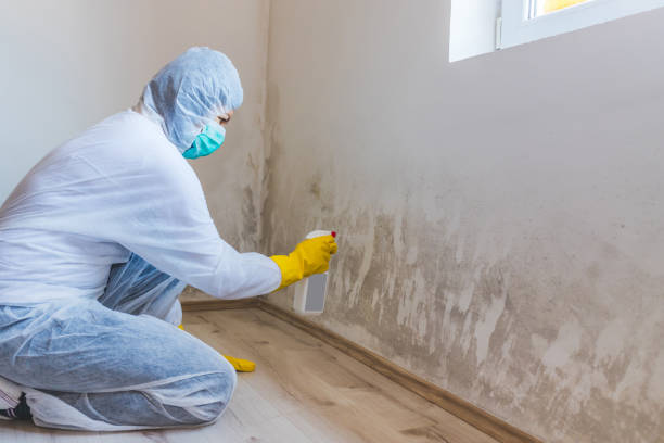 Licensed Mold Remediation service in Chandler, TX - WQB Mold Removal